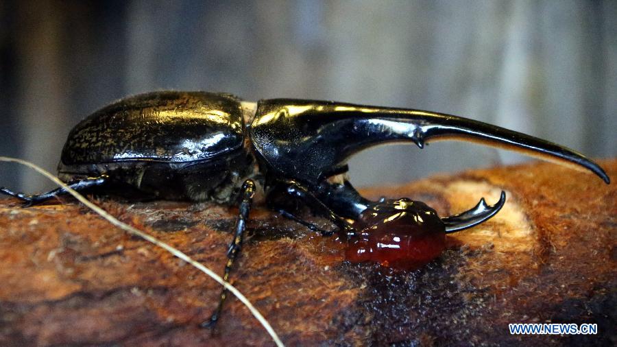 Photo taken on Jan. 10, 2013 shows a dynastes hercules at Ocean Park in Hong Kong, south China. 