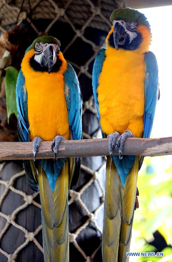 Photo taken on Jan. 10, 2013 shows the scarlet macaws at Ocean Park in Hong Kong, south China. 