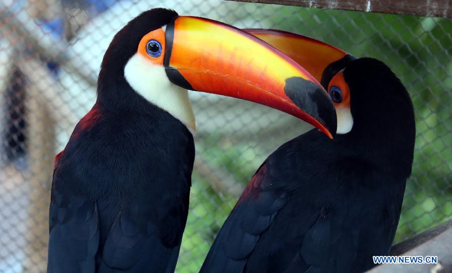 Photo taken on Jan. 10, 2013 shows the toco toucans at Ocean Park in Hong Kong, south China.