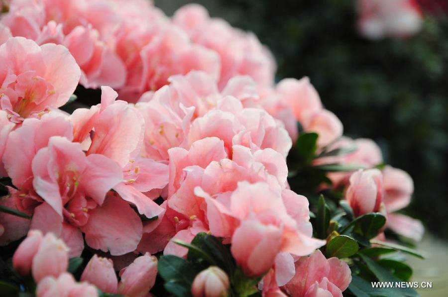 Blooming azaleas are seen at an exhibition in Nanjing, capital of east China's Jiangsu Province, Jan. 11, 2013. 