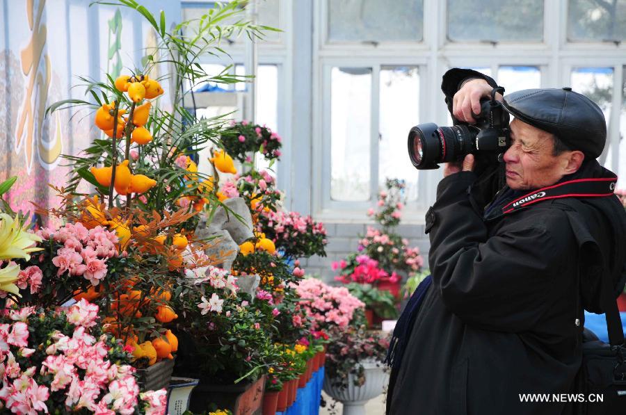 A photographer takes photos of blooming azaleas during an exhibition in Nanjing, capital of east China's Jiangsu Province, Jan. 11, 2013.