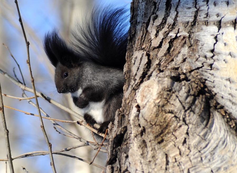 #CHINA-HEILONGJIANG-HEIHE-GREY SQUIRREL (CN) 