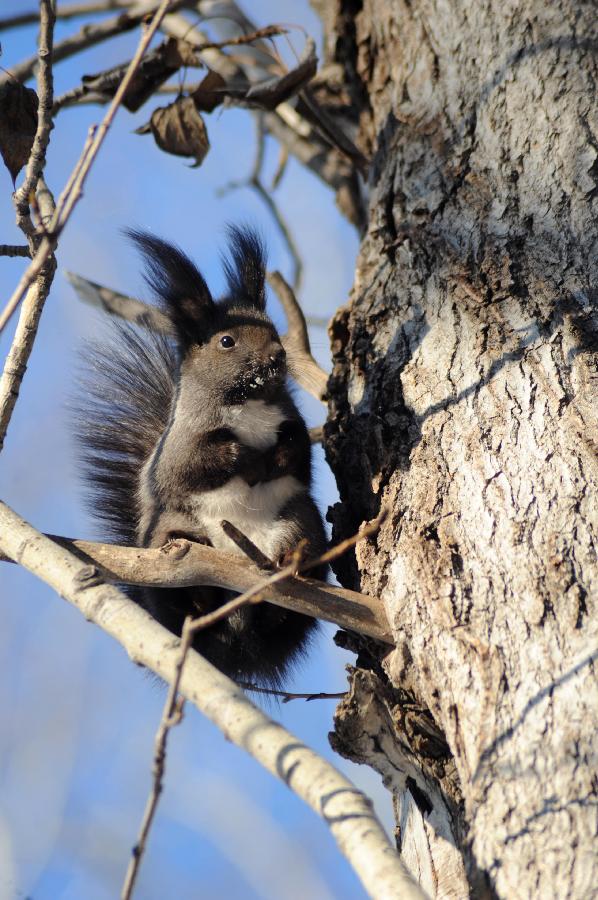 CHINA-HEILONGJIANG-HEIHE-GREY SQUIRREL (CN) 