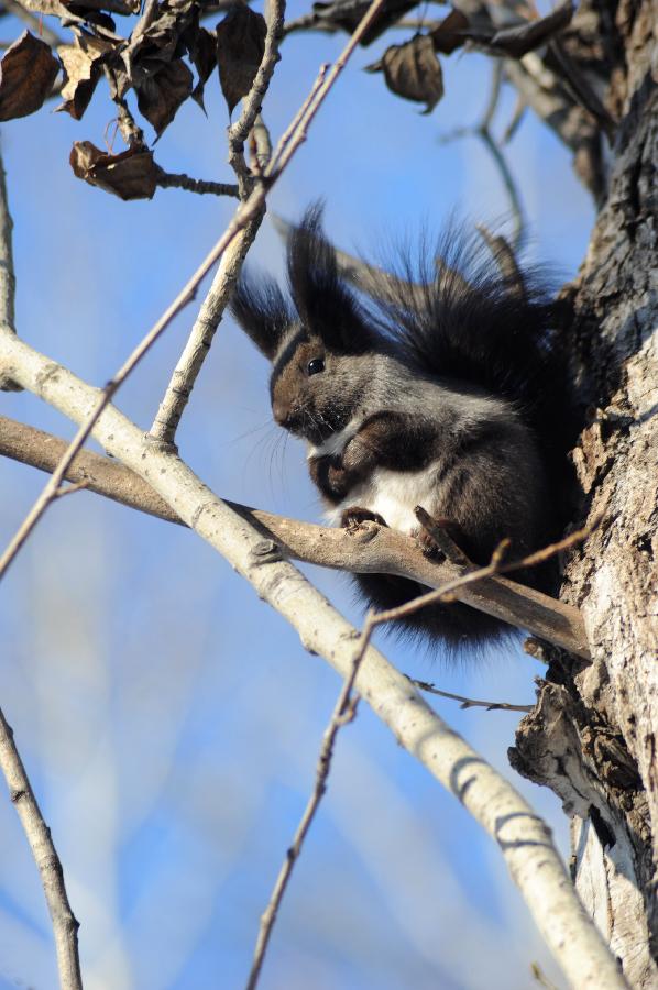 #CHINA-HEILONGJIANG-HEIHE-GREY SQUIRREL (CN) 