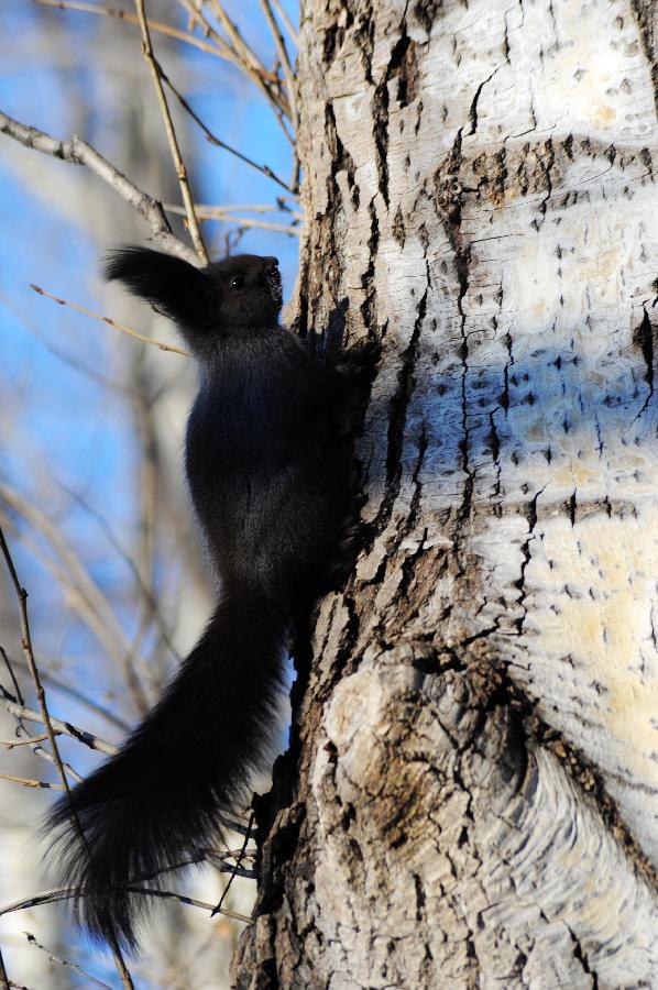 #CHINA-HEILONGJIANG-HEIHE-GREY SQUIRREL (CN) 