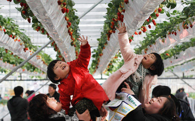 Two young girls reach for strawberries in Xiguanzhuang Village in Beijing's Changping District on February 18, 2012, the first day of the Seventh International Strawberry Symposium [Zhang Lintao/Beijing Review]