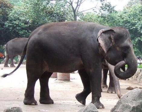 Death of Indonesia's Sumatran elephants rises - China.org.cn