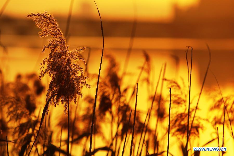 Photo taken on Jan. 15, 2013 shows sunset scenery in Dadaocheng in Taipei, southeast China. 