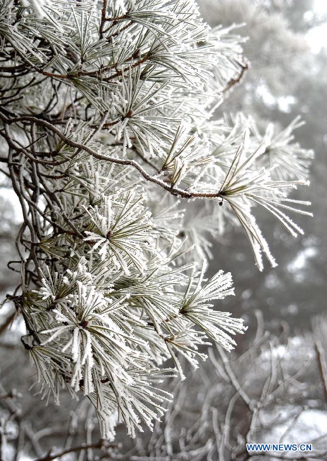 Photo taken on Jan. 15, 2013 shows the winter scenery of rimes in the mountainous areas of Jinan City, capital of east China's Shandong Province. 