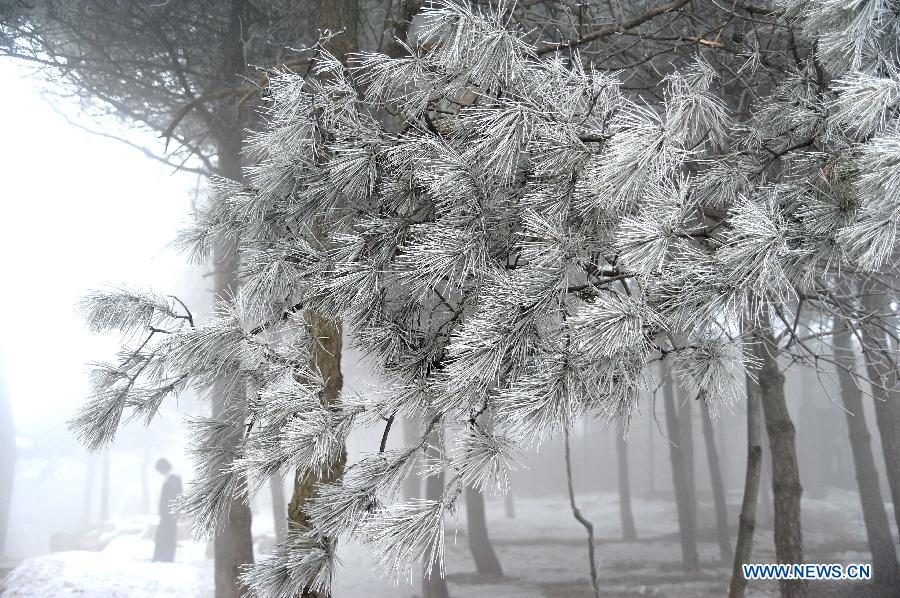 Photo taken on Jan. 15, 2013 shows the winter scenery of rimes in the mountainous areas of Jinan City, capital of east China's Shandong Province. 