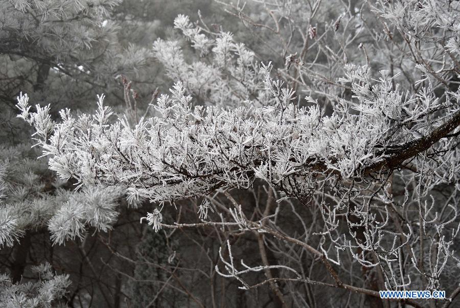 Photo taken on Jan. 15, 2013 shows the winter scenery of rimes in the mountainous areas of Jinan City, capital of east China's Shandong Province. 