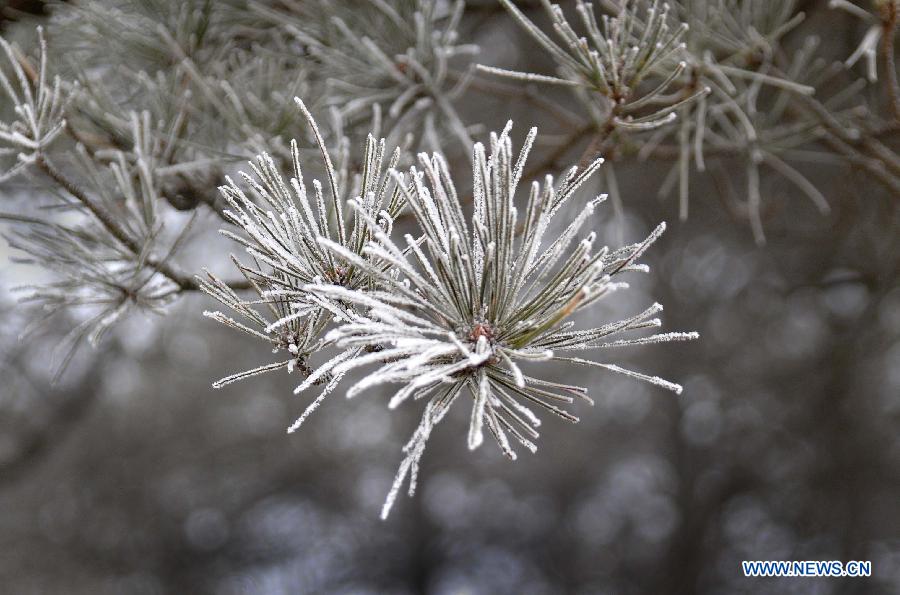 Photo taken on Jan. 15, 2013 shows the winter scenery of rimes in the mountainous areas of Jinan City, capital of east China's Shandong Province. 