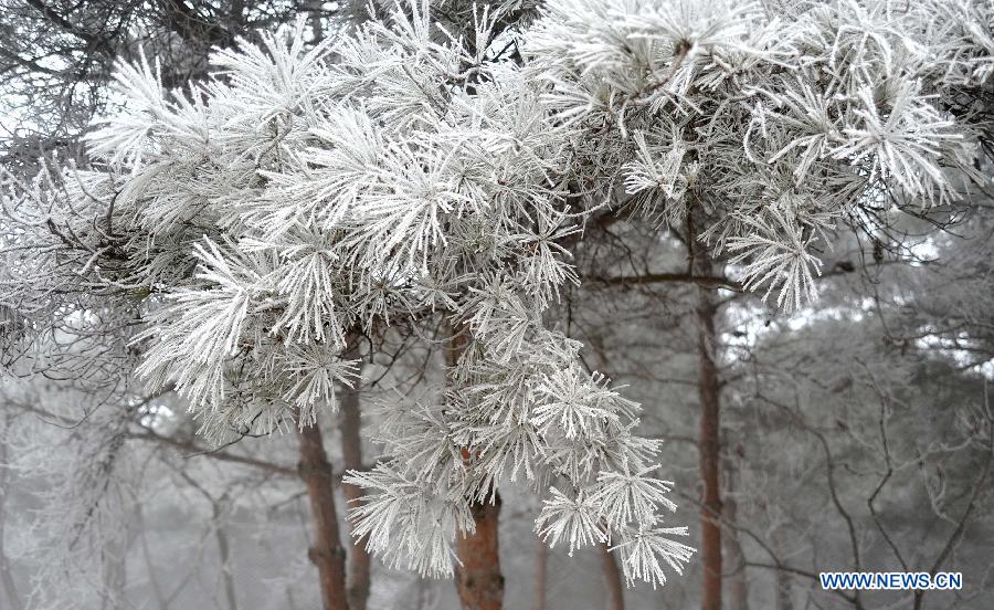 Photo taken on Jan. 15, 2013 shows the winter scenery of rimes in the mountainous areas of Jinan City, capital of east China's Shandong Province. 