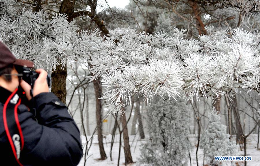 A visitor takes photo of rimes in the mountainous areas of Jinan City, capital of east China's Shandong Province, Jan. 15, 2013. 