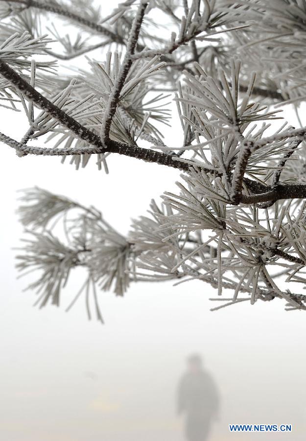 Photo taken on Jan. 15, 2013 shows the winter scenery of rimes in the mountainous areas of Jinan City, capital of east China's Shandong Province.