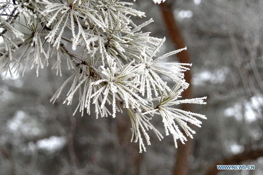 Photo taken on Jan. 15, 2013 shows the winter scenery of rimes in the mountainous areas of Jinan City, capital of east China's Shandong Province.