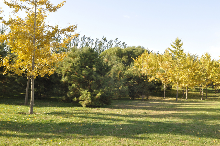 Photo shows the beautiful scenery in Beixiaohe Park, Chaoyang District, Beijing. [by Jiang Jiang/ China.org.cn]