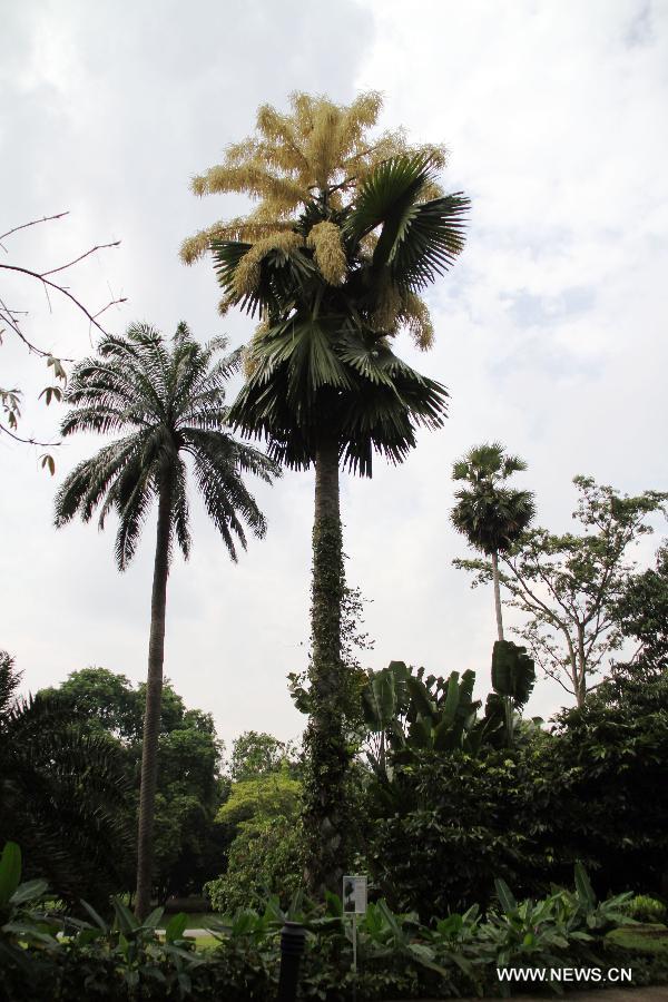 Photo taken on Jan. 9, 2013 shows a flowering palm tree at Singapore Botanic Gardens. This kind of palm trees normally have a life expectancy of 30 to 80 years