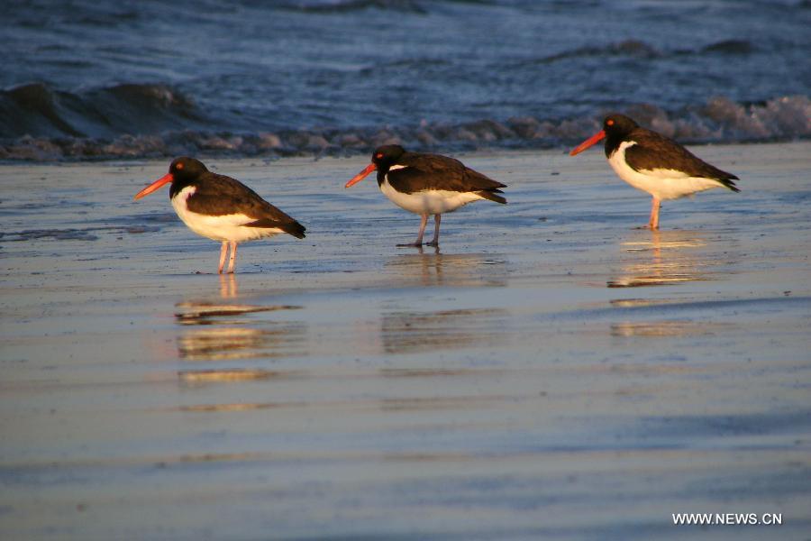 ARGENTINA-VIEDMA-ENVIRONMENT-WILDLIFE