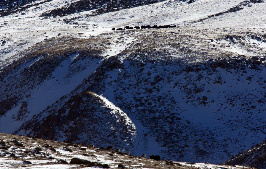 CHINA-GANSU-WILD ANIMALS (CN)