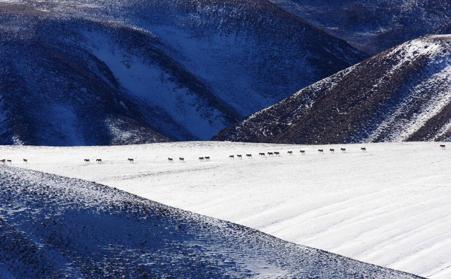 CHINA-GANSU-WILD ANIMALS (CN)