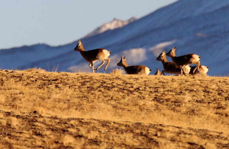 CHINA-GANSU-WILD ANIMALS (CN)