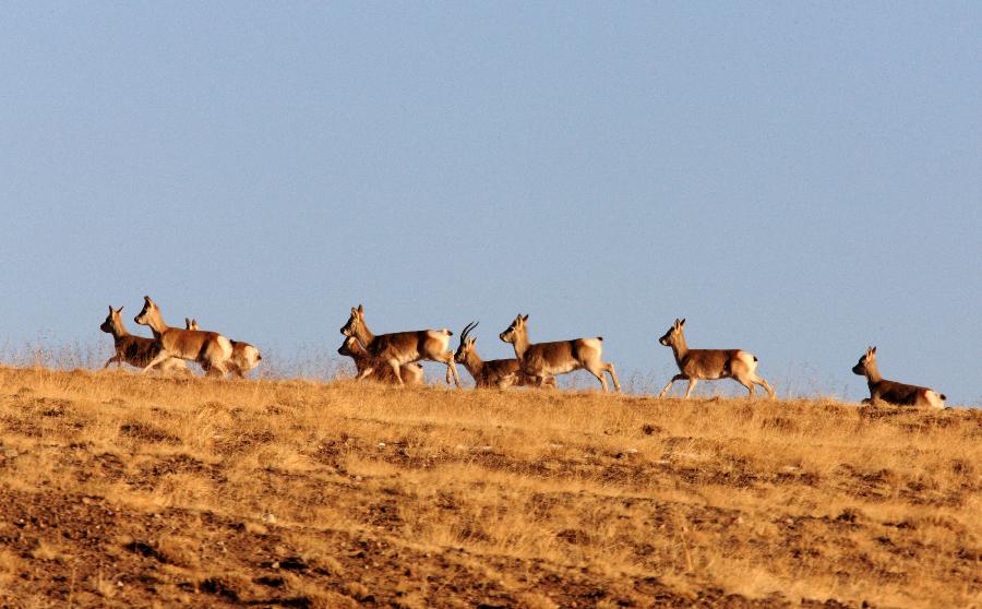 CHINA-GANSU-WILD ANIMALS (CN)