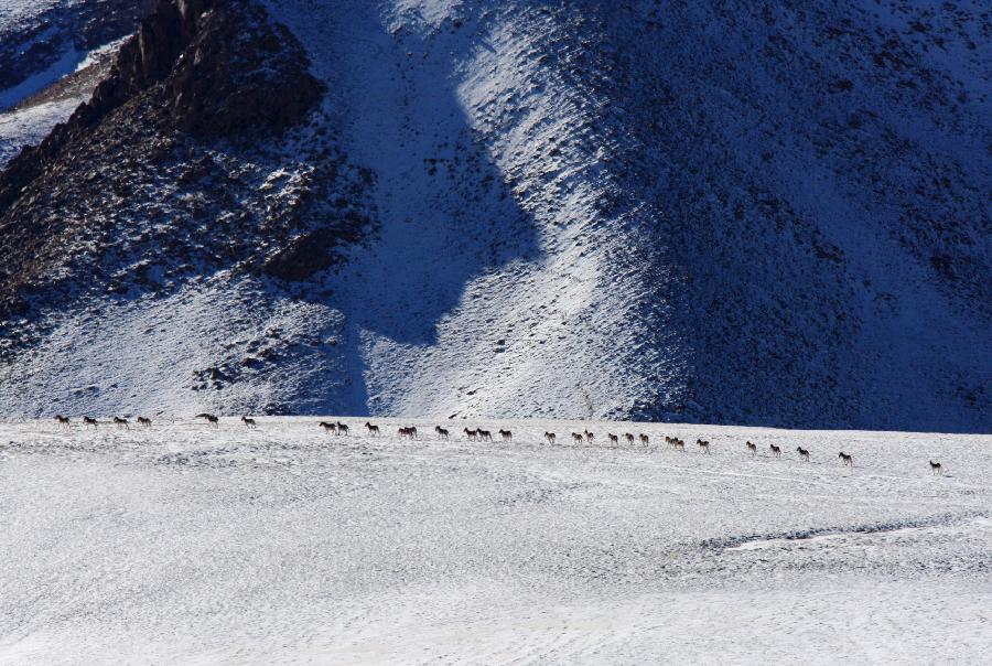 CHINA-GANSU-WILD ANIMALS (CN)