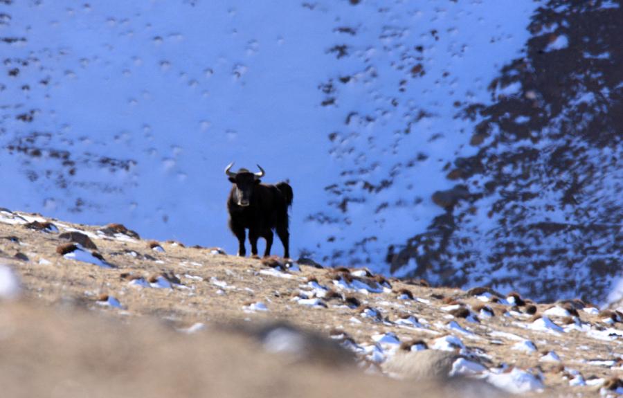 CHINA-GANSU-WILD ANIMALS (CN)