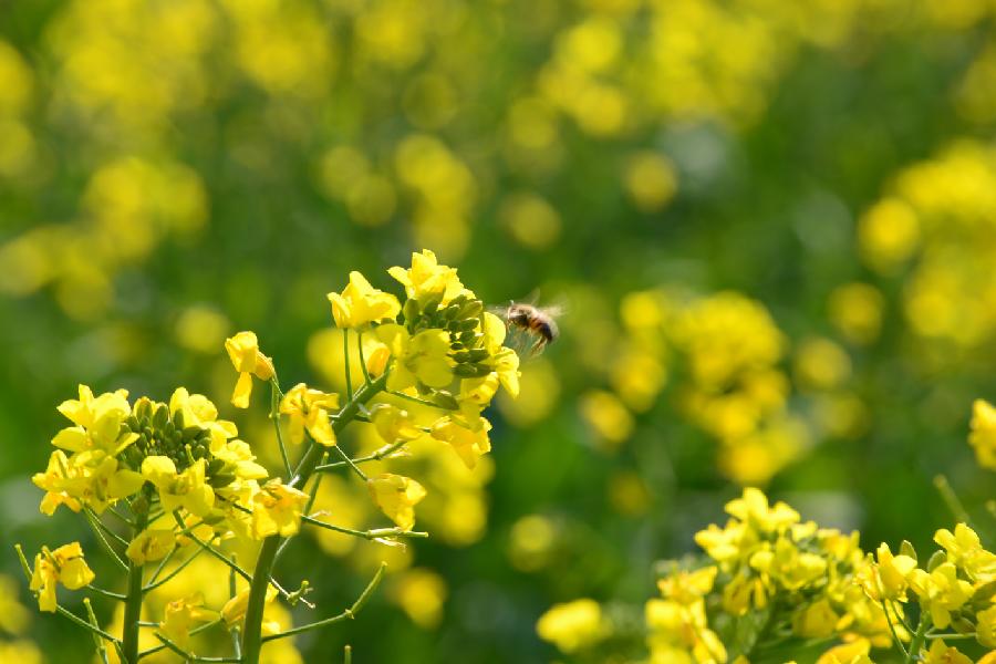 #CHINA-YUNNAN-LUOPING-RAPE FLOWERS-SCENERY (CN)