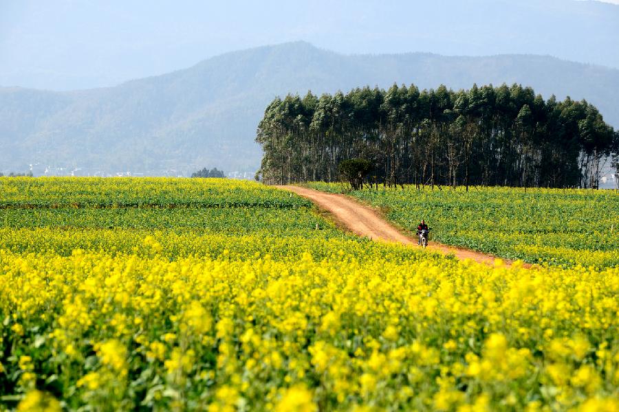 #CHINA-YUNNAN-LUOPING-RAPE FLOWERS-SCENERY (CN)