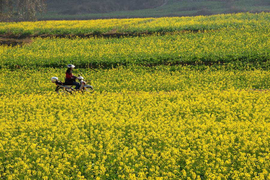 #CHINA-YUNNAN-LUOPING-RAPE FLOWERS-SCENERY (CN)