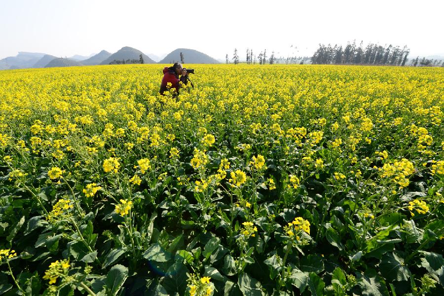 #CHINA-YUNNAN-LUOPING-RAPE FLOWERS-SCENERY (CN)