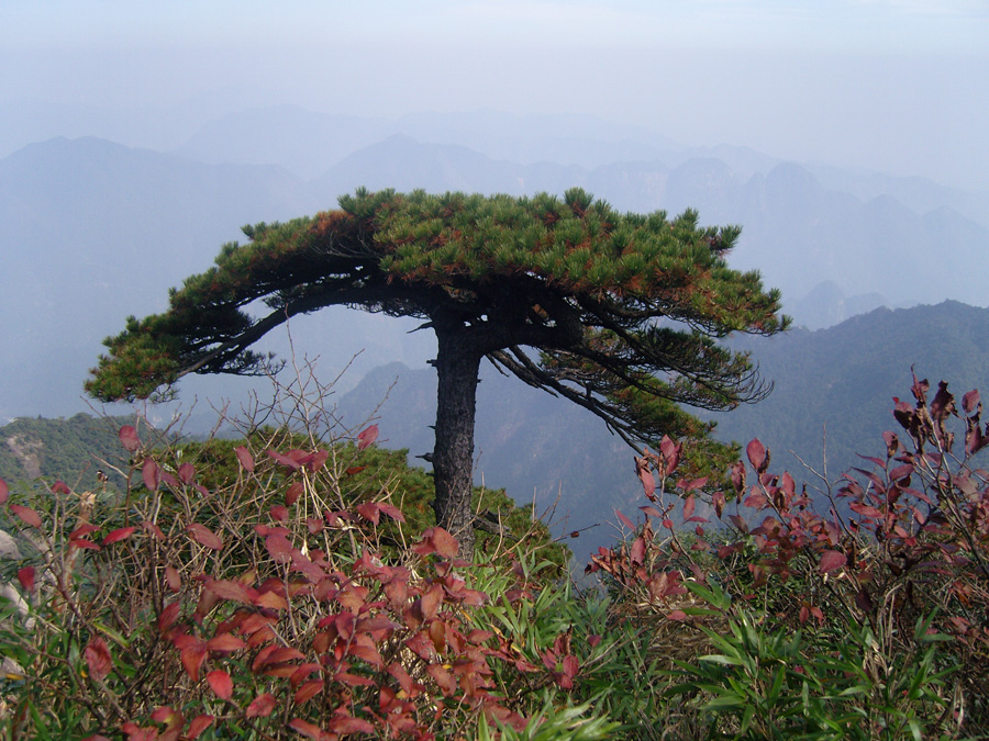 Located to the northeast of Shangrao City, Jiangxi Province, Mt. Sanqingshan was inscribed on UNESCO's World Heritage List. The granite landforms are the most valued component of Sanqingshan landscape.