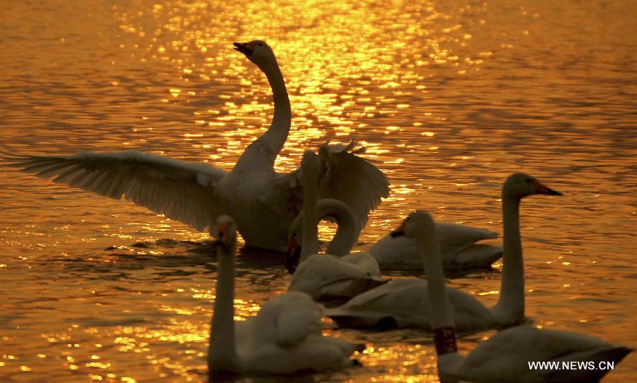 #CHINA-SHANXI-PINGLU-SWAN (CN)