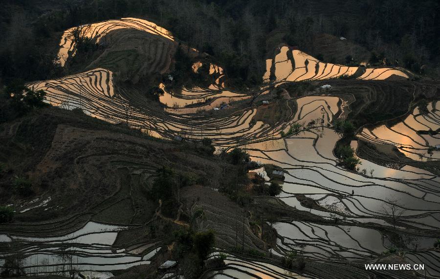 Photo taken on Jan. 26, 2013 shows the scenery of terraced fields in Yuanyang County of Honghe Hani-Yi Autonomous Prefecture, southwest China's Yunnan Province. (Xinhua/Qin Qing) 