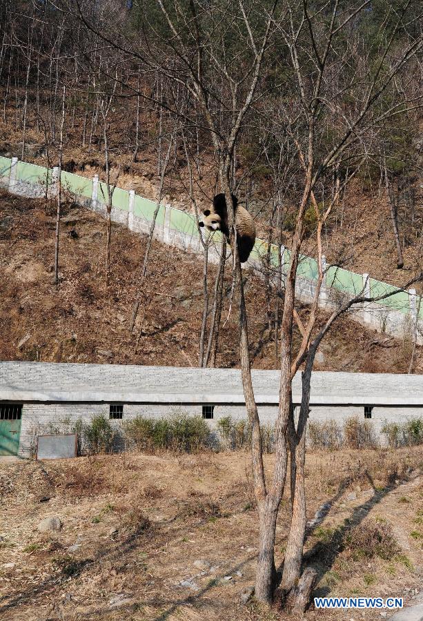 CHINA-SHAANXI-FOPING-GIANT PANDA-FIELD TRAINING (CN)