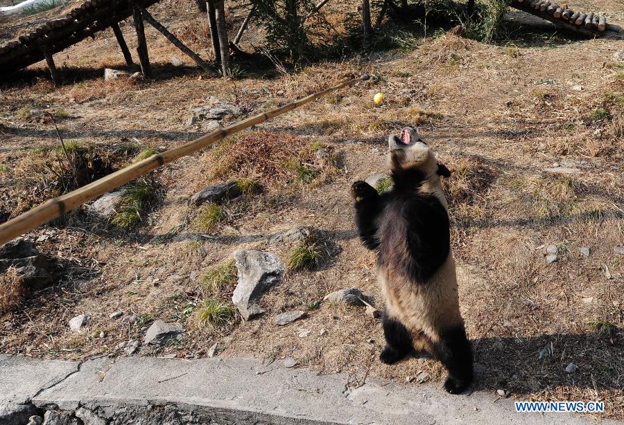 CHINA-SHAANXI-FOPING-GIANT PANDA-FIELD TRAINING (CN)