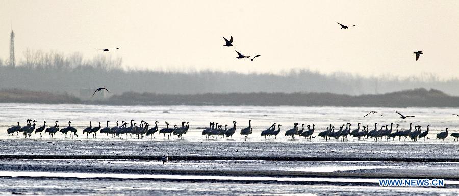 #CHINA-HEBEI-CHANGLI-MIGRATORY BIRDS (CN)