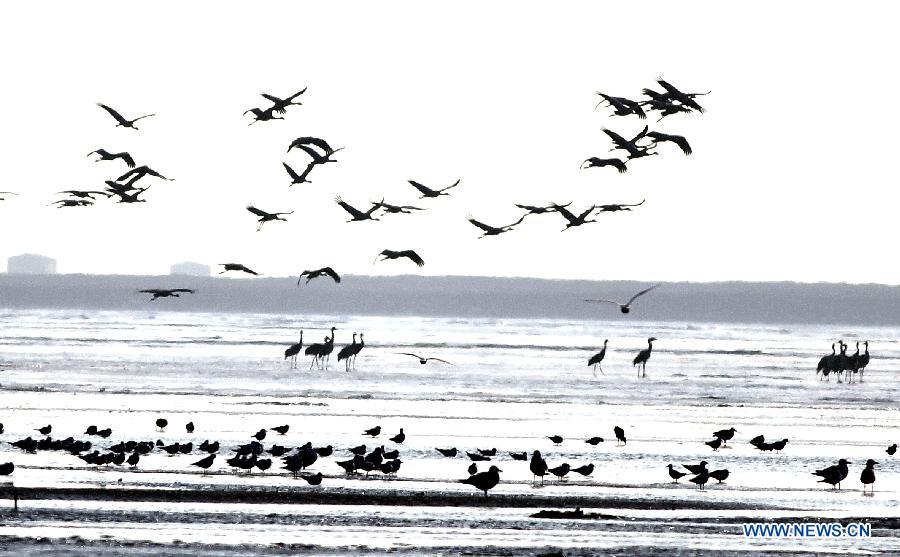 #CHINA-HEBEI-CHANGLI-MIGRATORY BIRDS (CN)