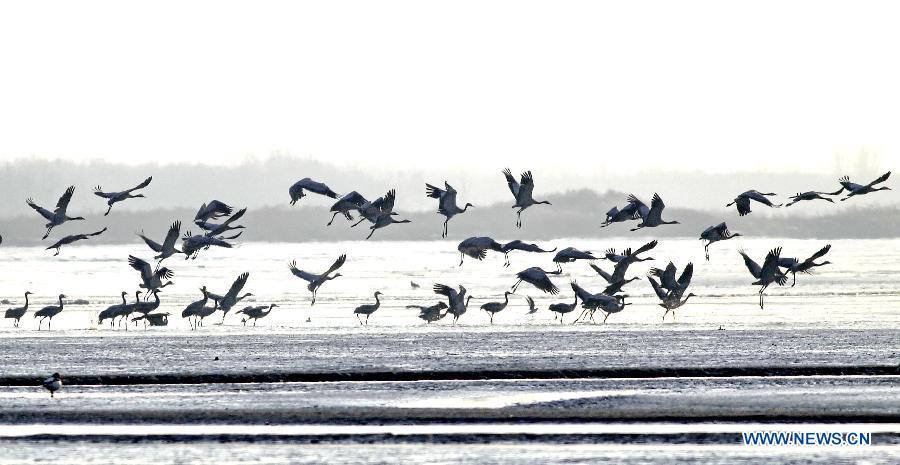 #CHINA-HEBEI-CHANGLI-MIGRATORY BIRDS (CN)