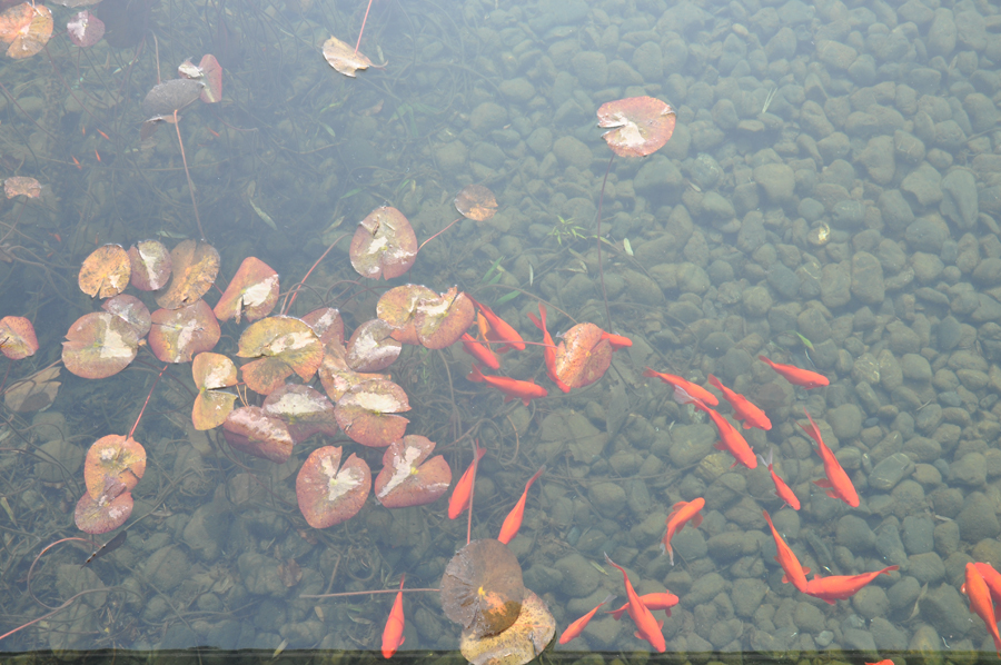 The Humble Administrator's Garden, or Zhuozheng Garden, is the largest garden in Suzhou and is generally considered to be the finest garden in all of southern China.