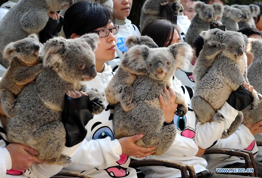 Newly-born koalas tightly hold their mothers as feeders and koalas pose for group photos at Chimelong Safari Park in Guangzhou, capital of south China's Guangdong Province, Jan. 30, 2013. The park has successfully bred more than 20 koalas since it imported six koalas from Australia in 2006. (Xinhua/Liu Dawei) 