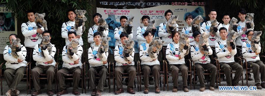 Feeders hold koalas as they pose for group photos at Chimelong Safari Park in Guangzhou, capital of south China's Guangdong Province, Jan. 30, 2013. The park has successfully bred more than 20 koalas since it imported six koalas from Australia in 2006. (Xinhua/Liu Dawei) 