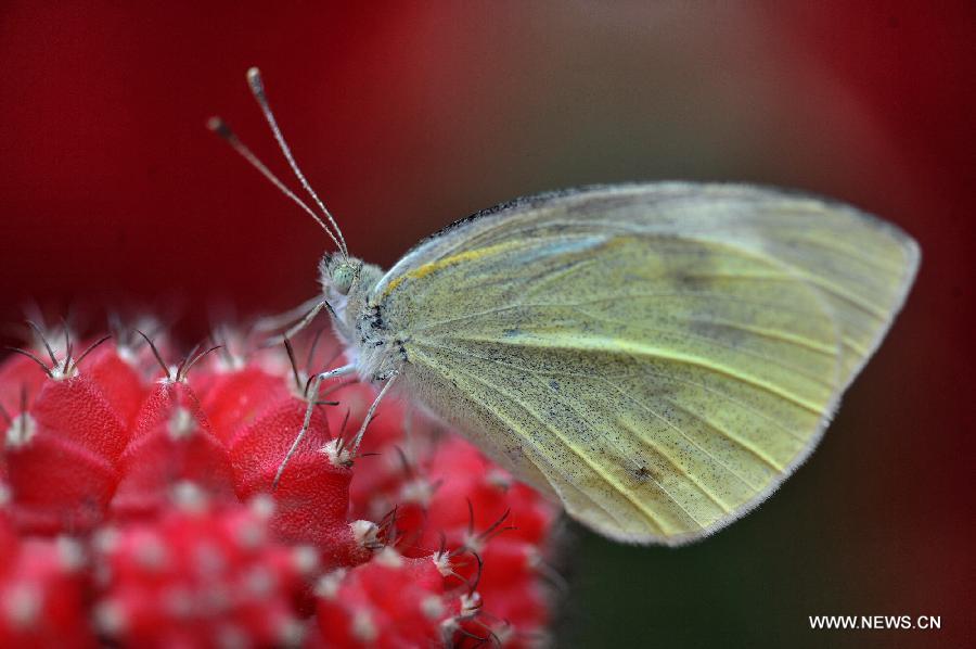 CHINA-HUNAN-CHANGSHA-BUTTERFLIES (CN) 