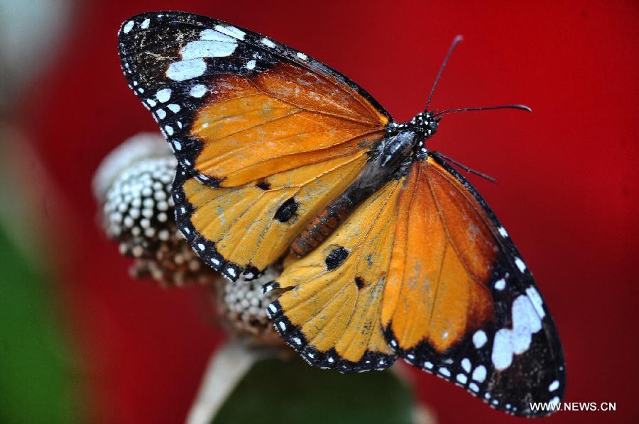 CHINA-HUNAN-CHANGSHA-BUTTERFLIES (CN) 