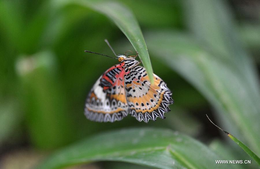 CHINA-HUNAN-CHANGSHA-BUTTERFLIES (CN) 