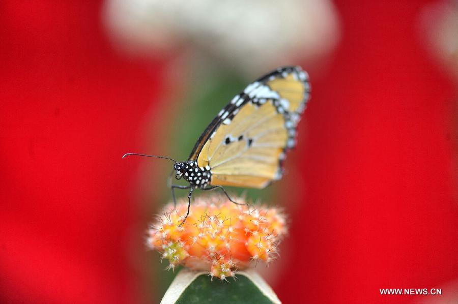 CHINA-HUNAN-CHANGSHA-BUTTERFLIES (CN) 