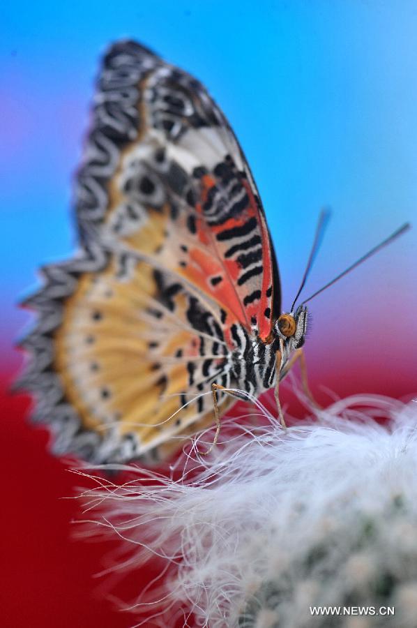 CHINA-HUNAN-CHANGSHA-BUTTERFLIES (CN) 