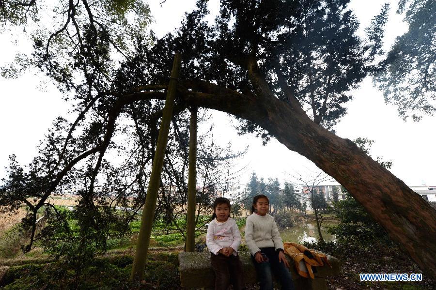 Two children sit under an old podocarpus tree in Fuxi Village in Yifeng County, east China's Jiangxi Province, Jan. 30, 2013. The old tree corridor consisting of over 100 ancient trees was established in the early Song Dynasty (960-1279) in the village and was well-conserved until now. Some of the trees aged more than 1,000 years. (Xinhua/Song Zhenping) 